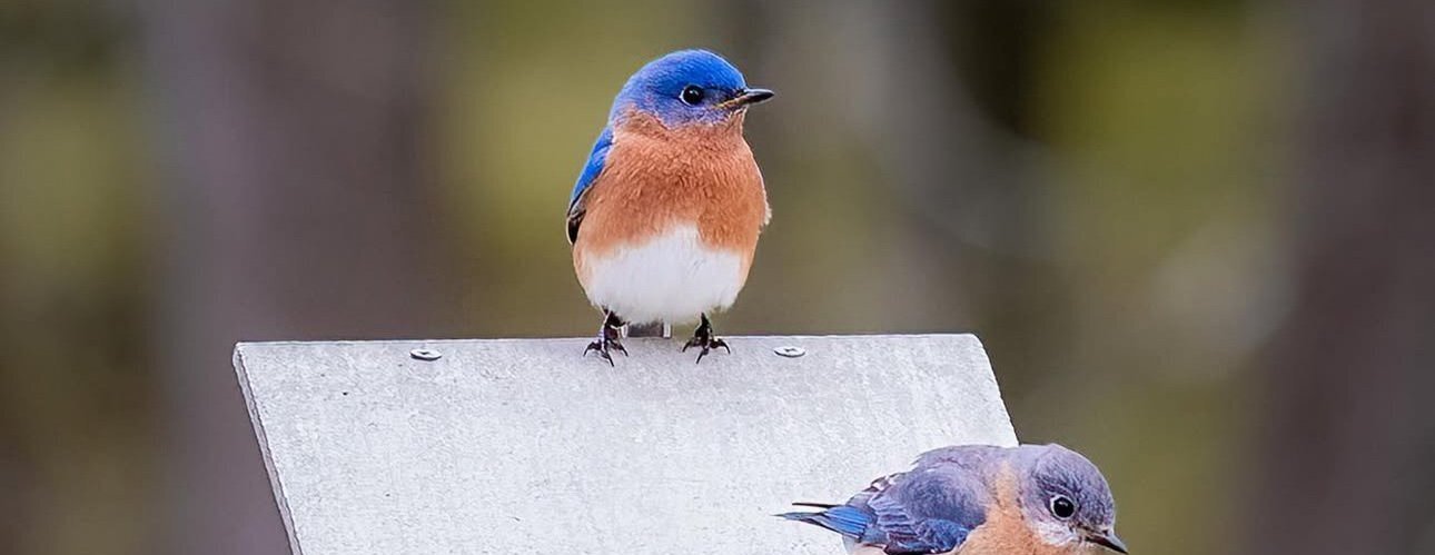 2026 Bluebird Project | Help us jazz up Willistown by spreading the blues!